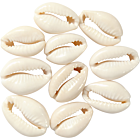 CC Schelpen Kralen 20 mm Naturel 12 stuks
