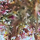 PaperArtsy Infusions Dye CS20 - Rocky Road