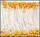 meeldraadjes 1 mm goudgeel 144 stuks