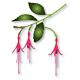 Memory Box Hardy Fuchsia Buds craft die   