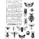 Tim Holtz Cling Stamps Entomology 