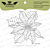  Lesia Zgharda Design photopolymer Stamp Puansetiya with leaves FL177